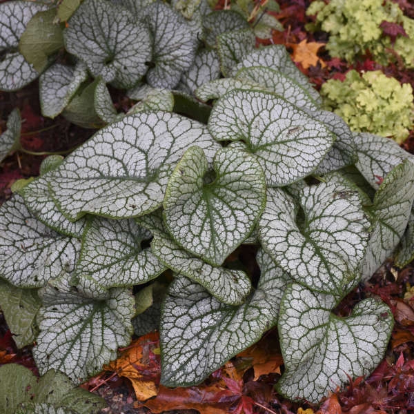 Perennial Plant, Heart-shaped Leaves, Reticulated Silver Veining