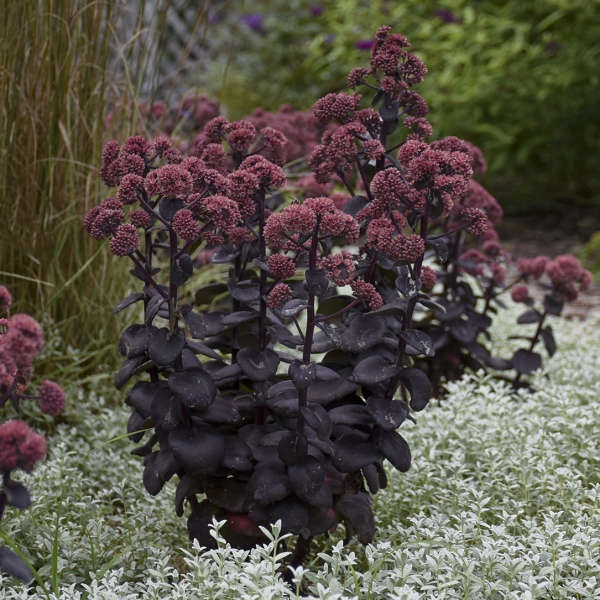 Perennial Plant Sedum with Dark Foliage and Pink Flower Clusters