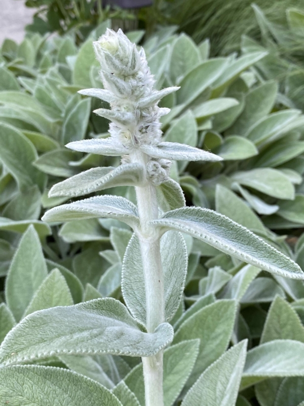 Perennial Plant, Velvety Silver-gray Leaves, Flowering Spike