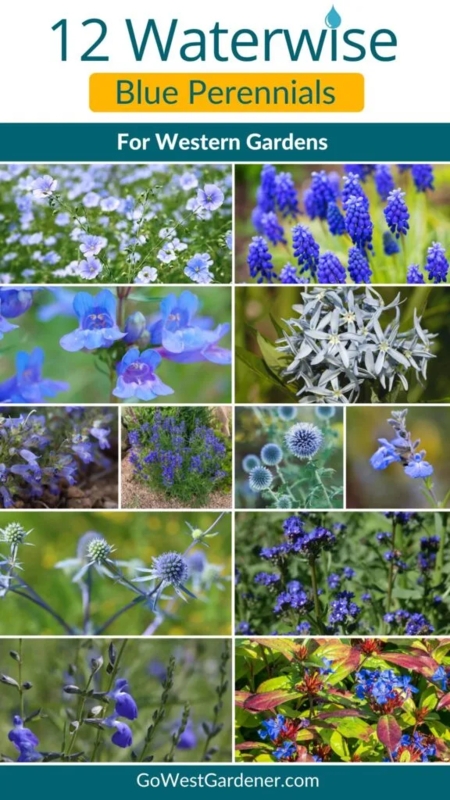 Perennial Plants Graphic Waterwise Selection Grid Layout Western Garden