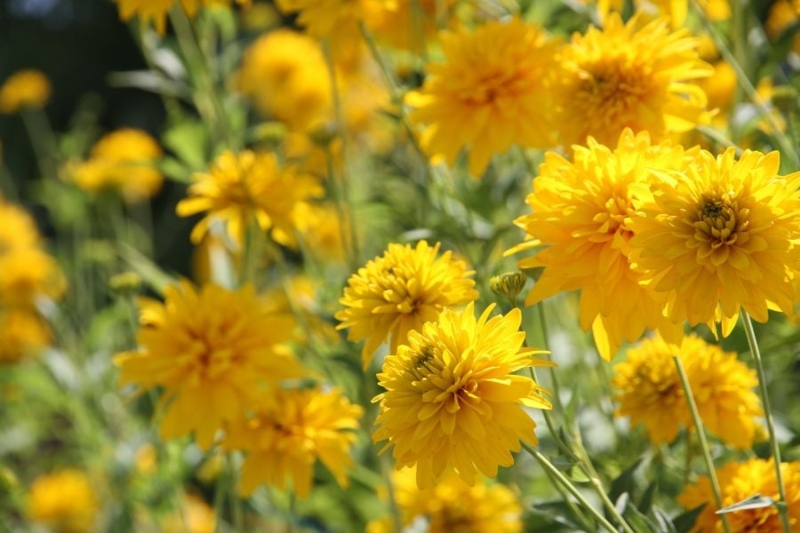Perennials Pom Pom Flower Heads, Layered Pom Pom Flower Blooms