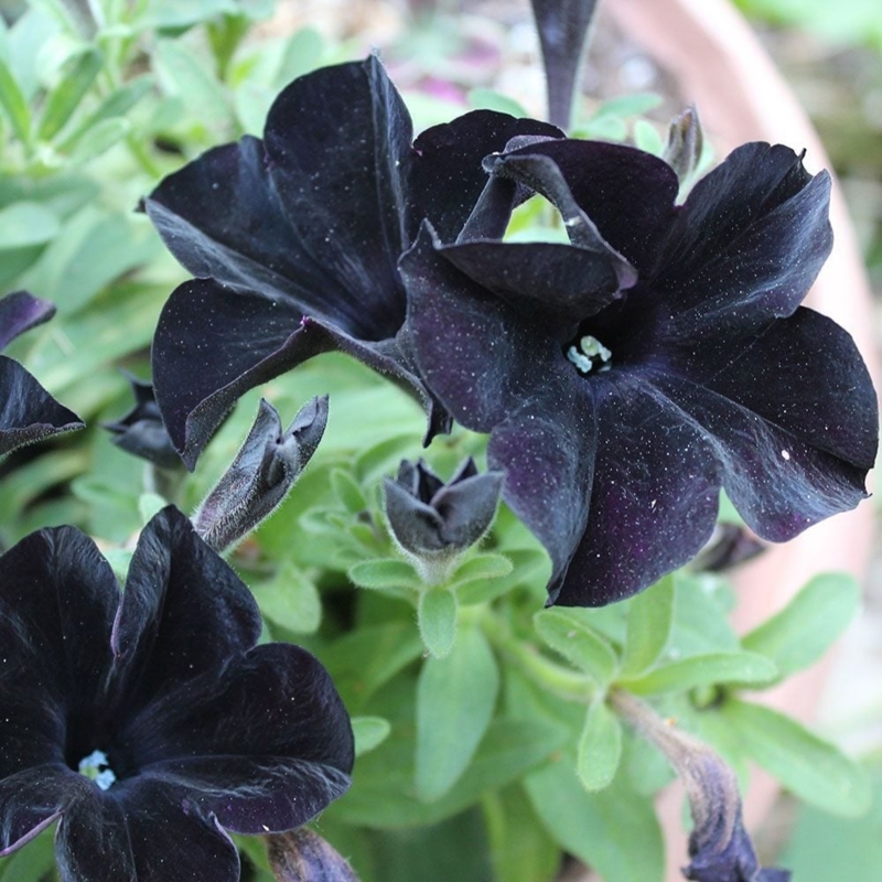 Petunias with Velvety Texture and Black Petals for Garden Containers