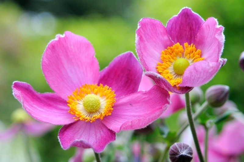 Pink Flower: Magenta Anemone with Golden Yellow Centers
