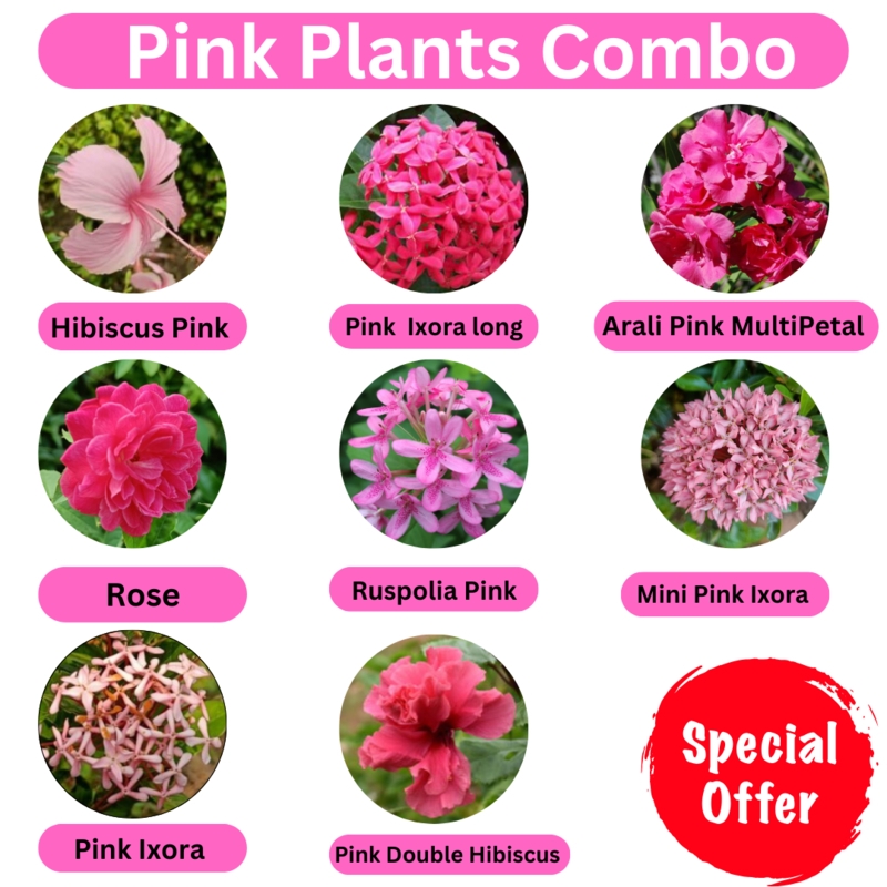 Plant Collection: Curated Flowering Plants Variety Pack