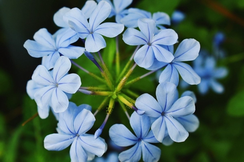 Plumbago Radial Cluster Flowers Sky Blue Cottage Garden