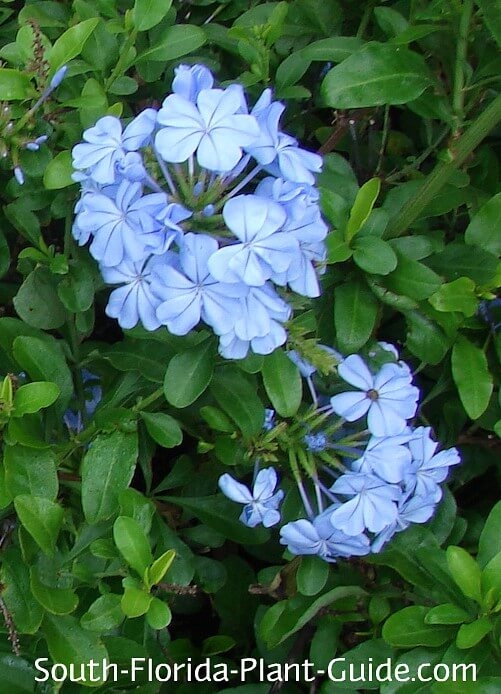 Plumbago Shrub Glossy Leaves Rounded Floral Clusters Woody Stems Blue