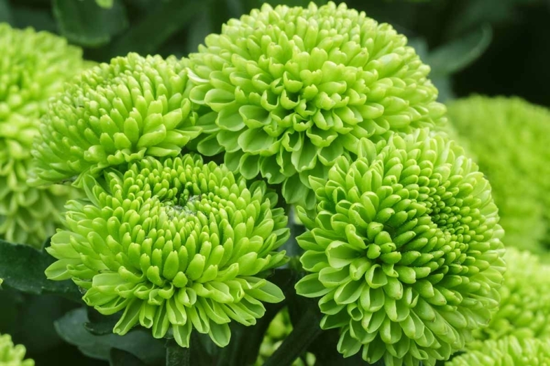 Pompon Flowers with Spherical Blooms and Lime Green Texture