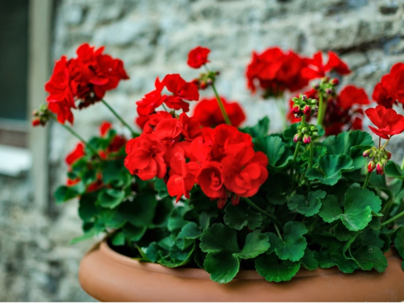 Potted Geraniums: Scalloped Foliage against Rustic Stone Backdrop