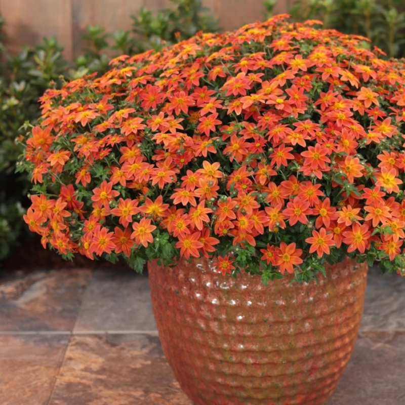 Potted Plant: Hammered Texture & Mounded Growth Rustic Terracotta Idea.