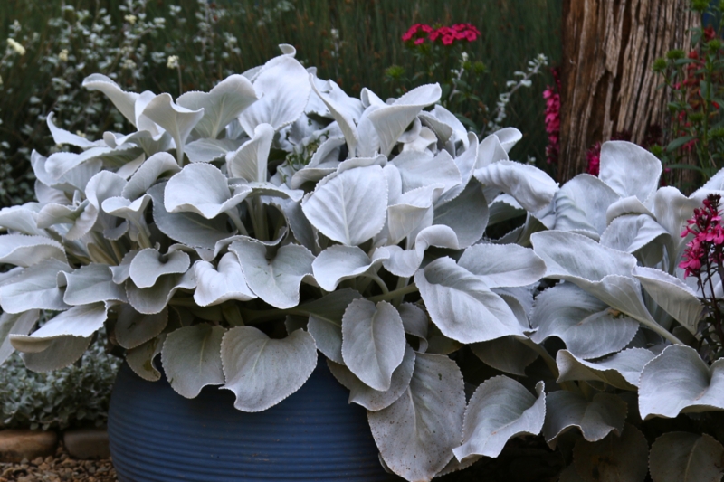 Potted Plant in blue ribbed ceramic planter with broad scalloped silver foliage.