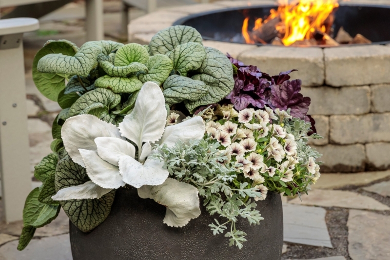 Potted Plant in Dark Textured Planter, Silvery-green Veined Foliage