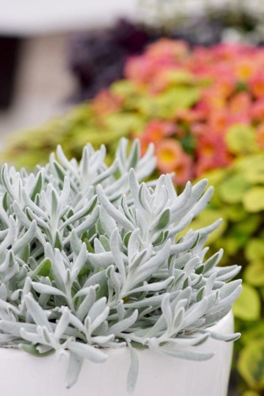 Potted Plant in White Ceramic Pot, Silver-grey Velvety Foliage