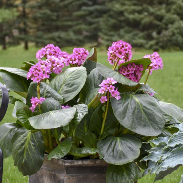Potted Plant: Large Leaf Bergenia in Stone Container
