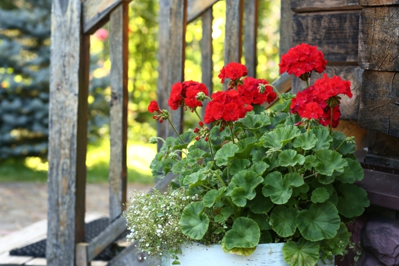 Potted Plant: Mixed Floral Pot against Rustic Log Cabin Setting