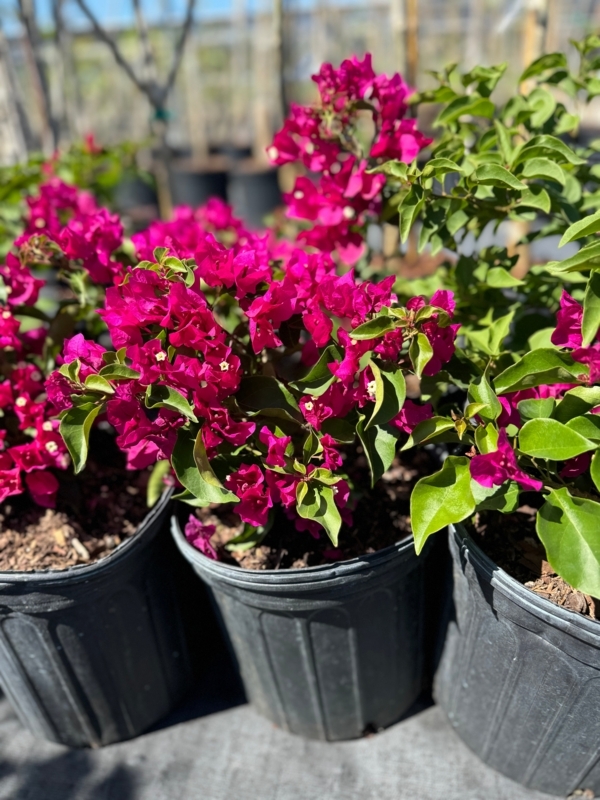 Potted Plant: Vibrant Magenta Bougainvillea Bush for Patio