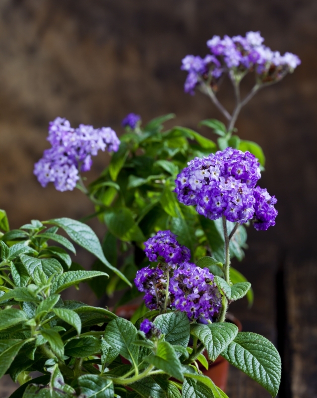 Potted Plant with Crinkled Leaves and Deep Purple Blooms