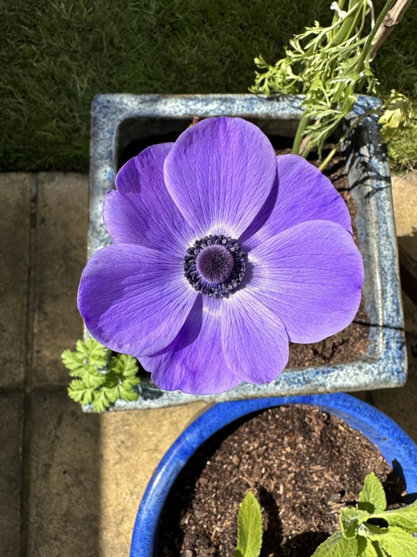 Potted Plant with Royal Bloom and Dark Velvety Center for Gardens