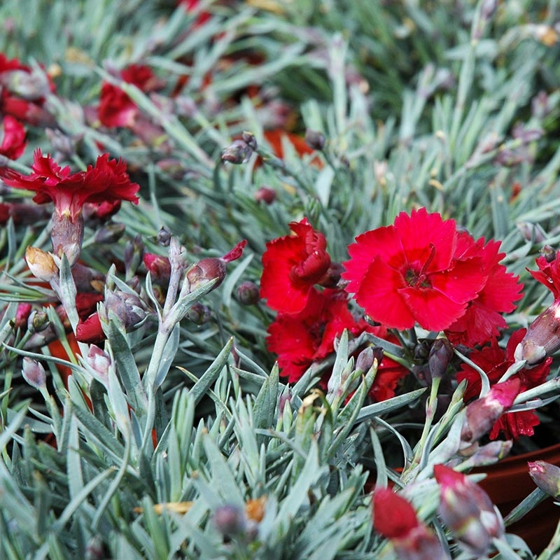 Potted Plant with Vibrant Crimson Red Fringed Blooms, Silvery Foliage