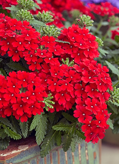 Potted Verbena Plant: Serrated Foliage in Textured Planter