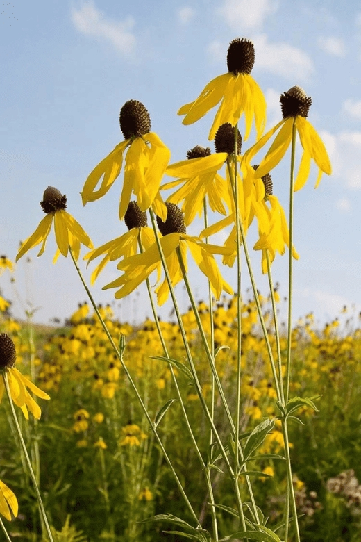 Prairie Coneflowers with Drooping Petals in Meadow Setting