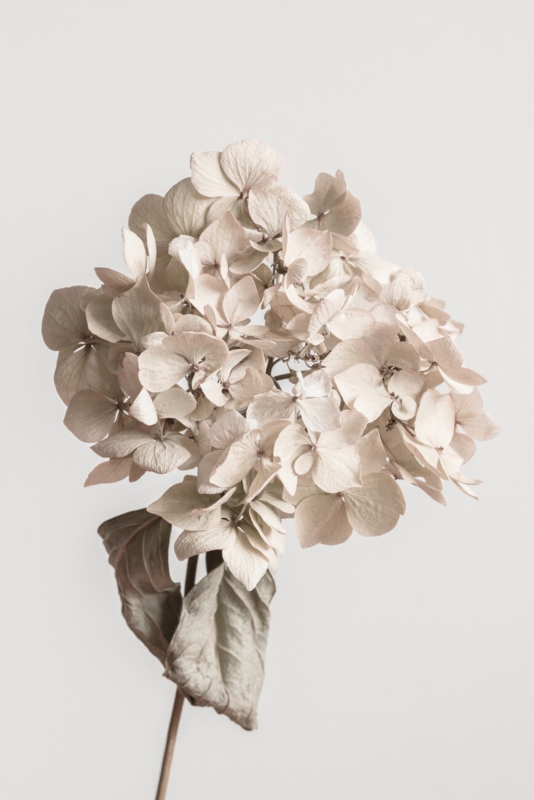 Preserved Hydrangea: Monochromatic Beige with Brittle Organic Texture