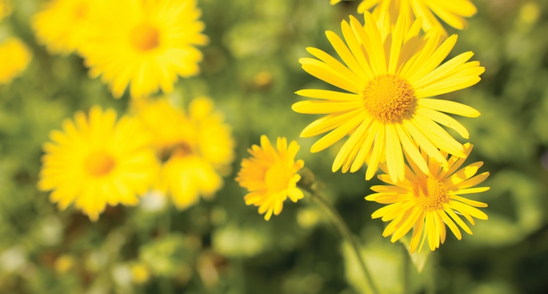 Radiant Daisy-Like Flowers with Shallow Depth of Field in Garden
