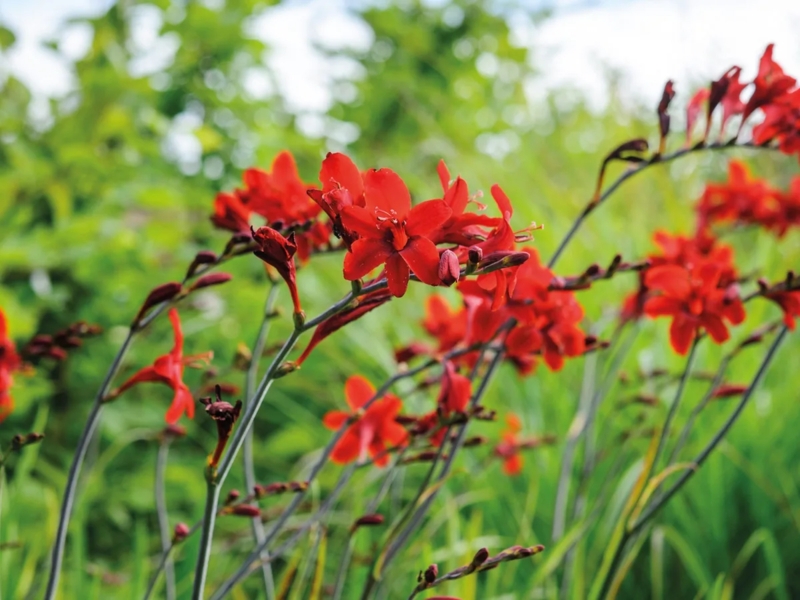Red Flowering Plants: Slender Arched Stems for Garden Accents
