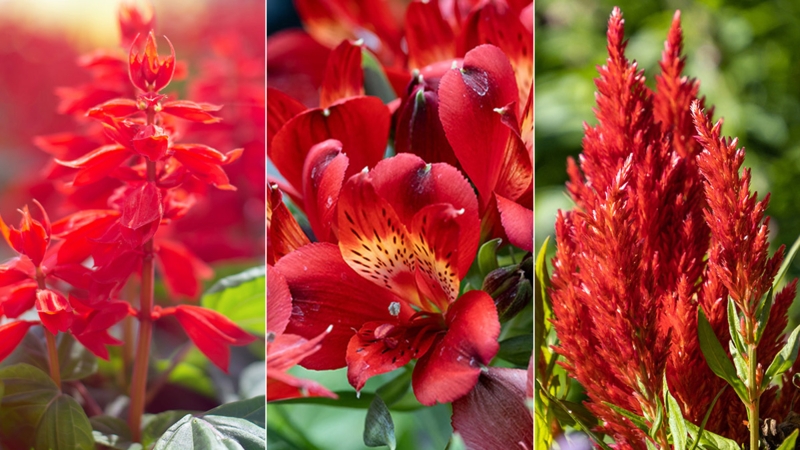 Red Flowers Moodboard: Varied Floral Textures and Spiked Blooms