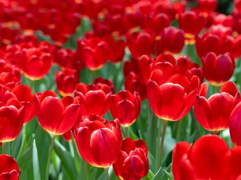 Red Tulips: Mass Planting Effect with Cup Shaped Blooms