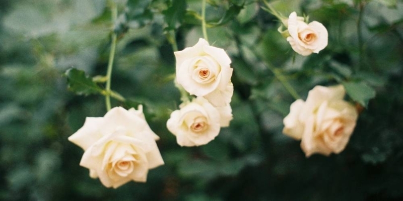 Rose with Multi Layered Beige Petals in Romantic Garden Setting