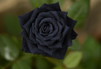 Rose with Spiral Form and Velvety Texture for Dramatic Botanicals