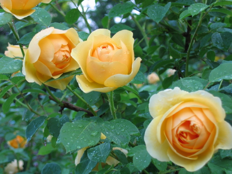 Roses Cupped Petals, Water Droplets, Dewy Rose Garden Photography