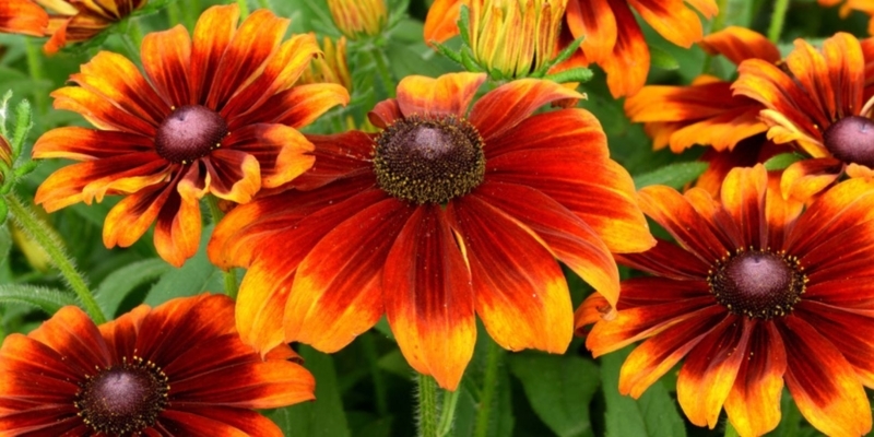 Rudbeckia Flower: Bicolor Petals & Raised Center Discs Sunset Blooms.