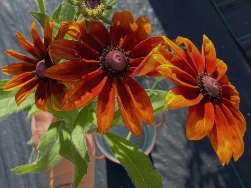 Rudbeckia Flowers Rustic Rust Petals with Dark Chocolate Centers