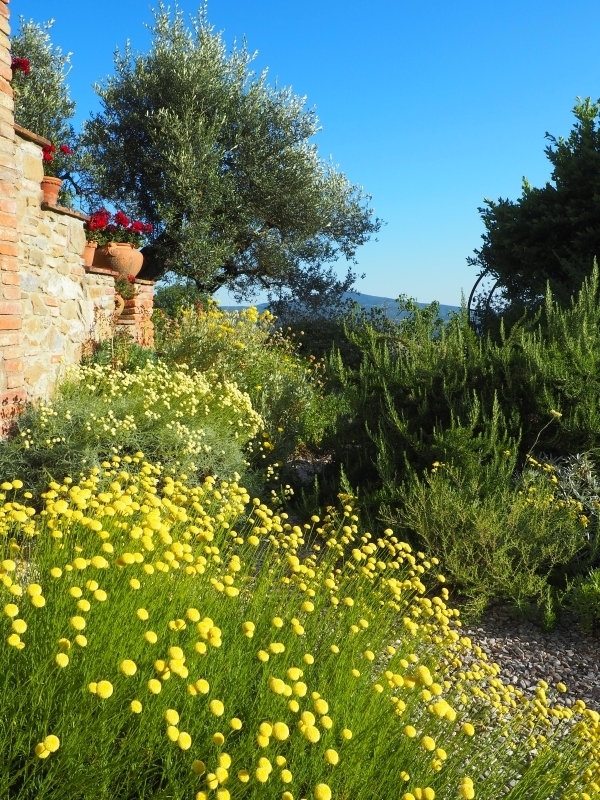 Rustic Mediterranean Stone Wall Garden with Button Flowers