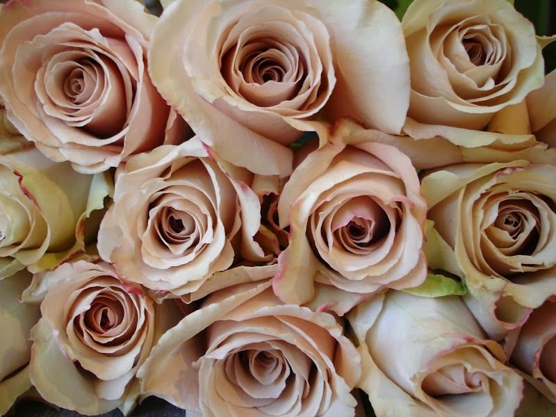 Sahara Roses: Tightly Petaled with Spiraled Centers