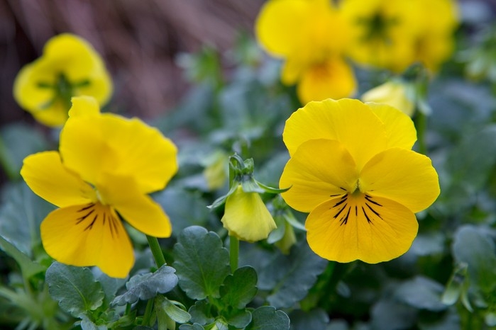 Scalloped Violas with Dark Whisker Markings in Cottage Garden