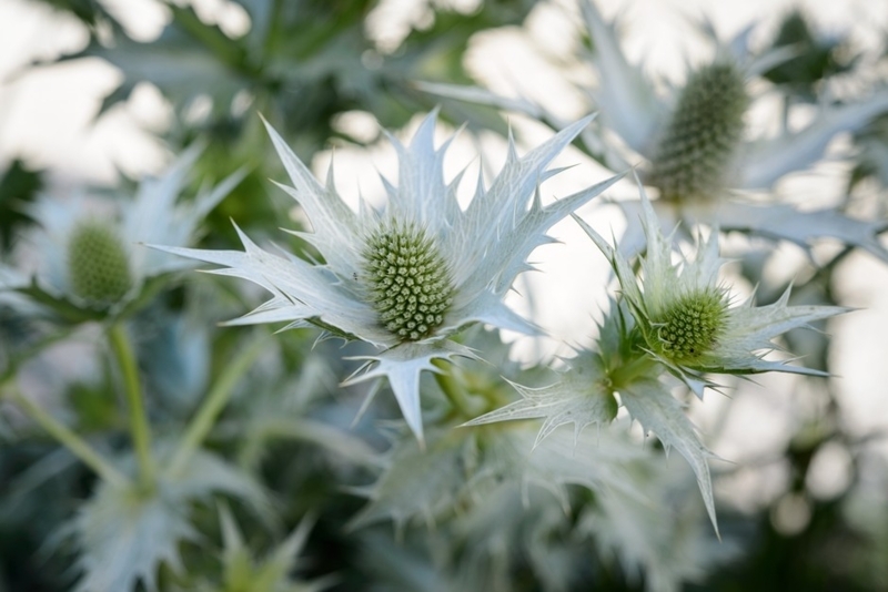 Sea Holly Plant architectural form with spiky bracts and metallic sheen.