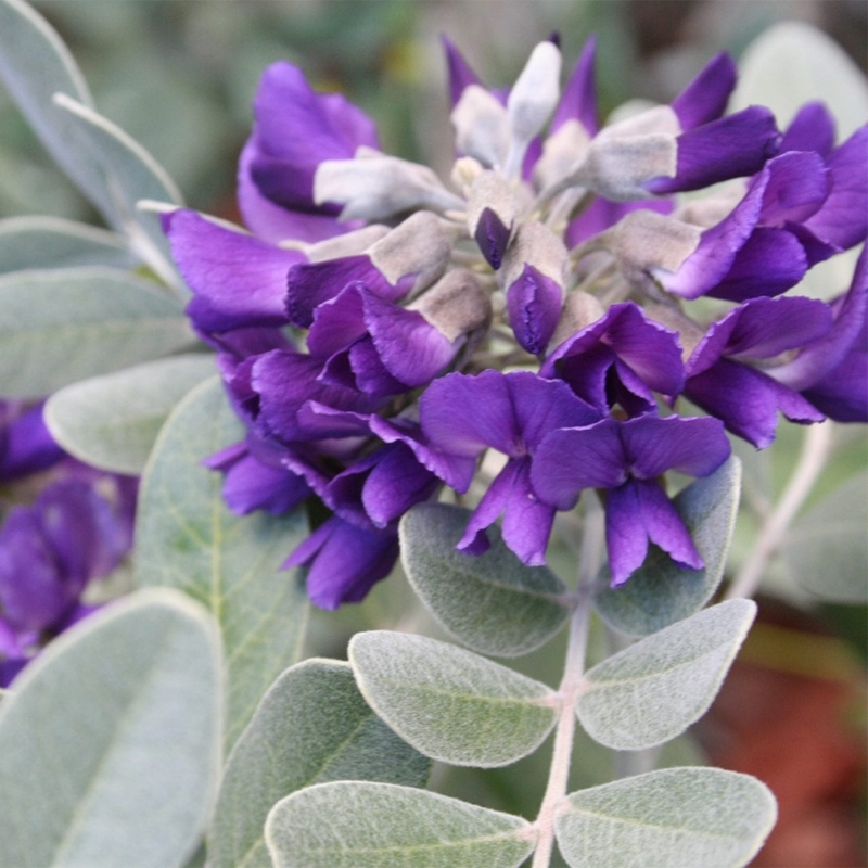 Shrub with Silver-green Velvety Foliage, Vibrant Purple Flower Clusters