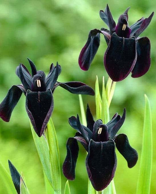 Siberian Iris with Near Black Petals for Moody Garden Borders