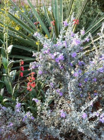 Silver Leaf Shrub xeriscape landscape plant pairings with purple blossoms.