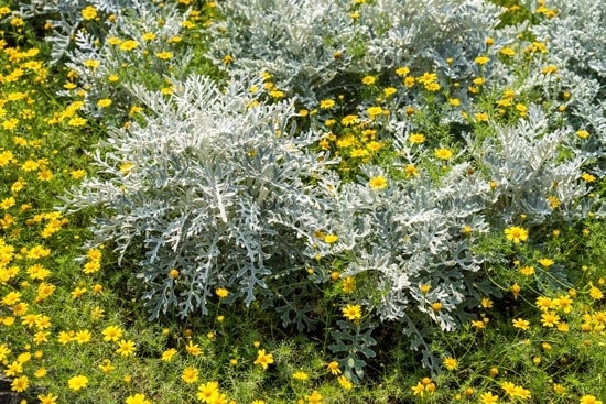 Silver Plants and Yellow Daisy-like Blooms, Naturalistic Garden Bed