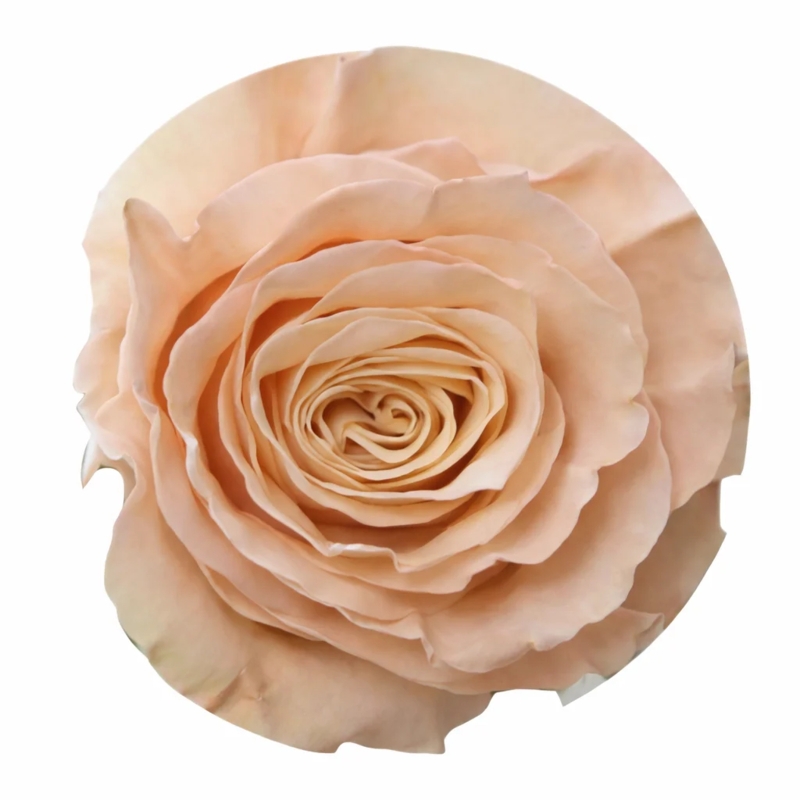 Single Rose Flower: Dense Petal Spiral, Muted Peach Tone