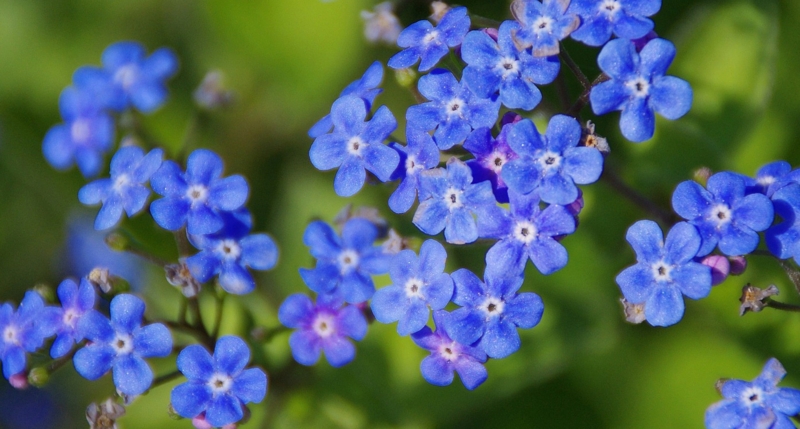 Small Blue Flowers Five Petals Contrasting Center Clustered Blooms