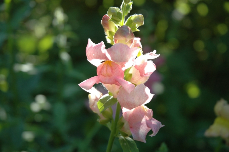 Snapdragon: Airy Vertical Flower Spike Arrangement