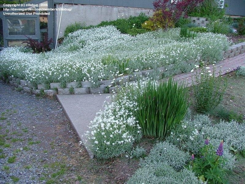 Snow in Summer Garden cascading white floral carpet over terraced walls.