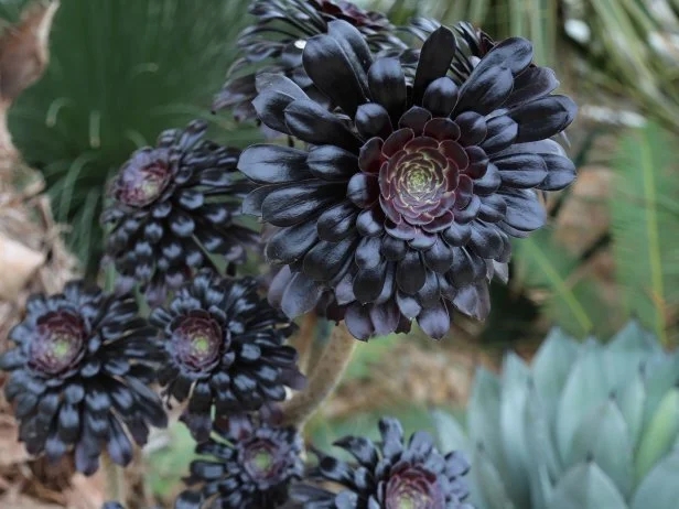 Succulent Aeonium Variety with Black Foliage and Green Growth Center