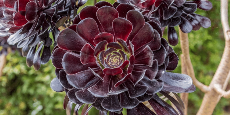 Succulent Plant with Dark Rosette Form as an Architectural Focal Point