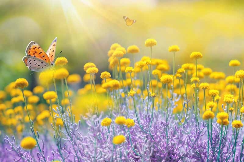 Sun-Drenched Garden Scene with Butterfly Accent and Sunbeams