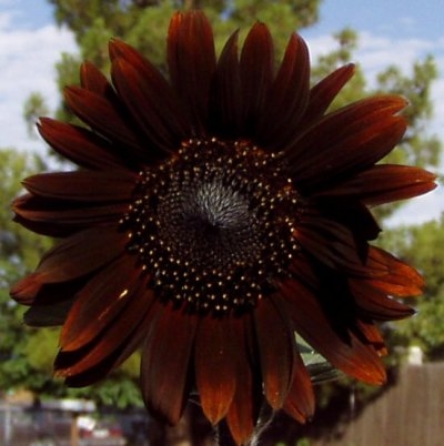 Sunflower Head Moody Chocolate Brown Petals with Velvety Texture